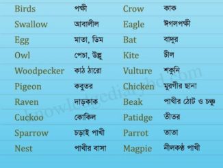 পক্ষী- Birds part (১)